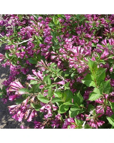 Weigela florida Pink Princess