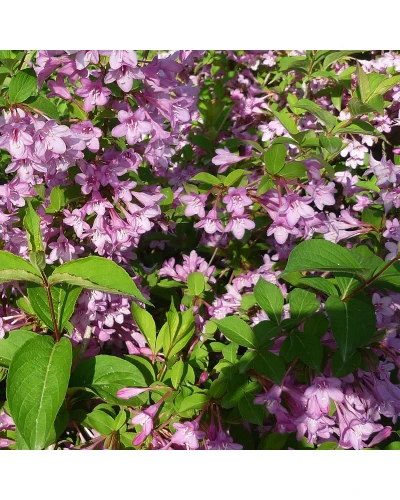 Weigela florida Pink Princess