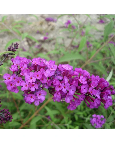 Liliac de vara Buddleia davidii Royal Red