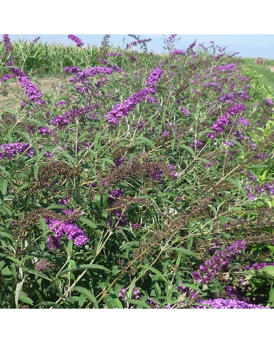 Liliac de vara Buddleia davidii Royal Red
