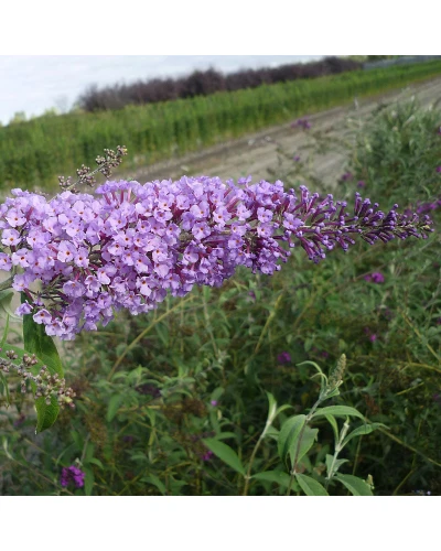 Liliac de vara Buddleia davidii Big Blue