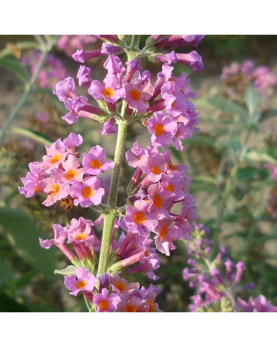 Liliac de vara Buddleia davidii x Weyeriana Power Flower