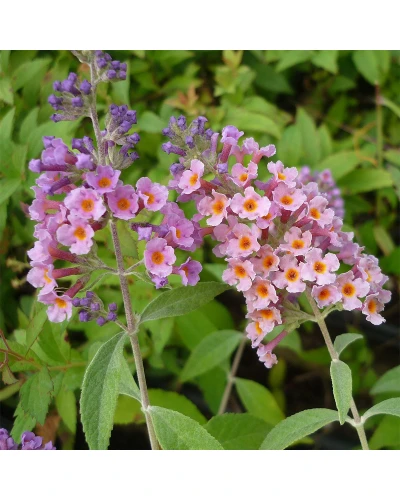 Liliac de vara Buddleia davidii x Weyeriana Power Flower