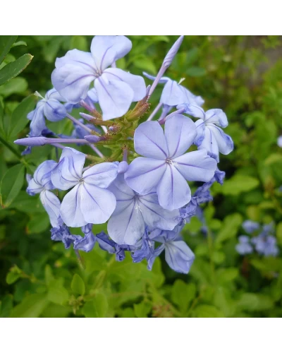 Plumbago auriculata