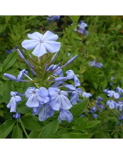 Plumbago auriculata