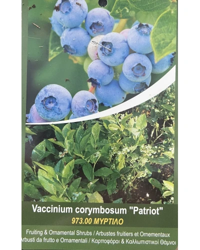 Afin Vaccinum corymbosum Patriot
