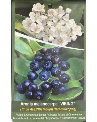 Aronia melanocarpa Viking