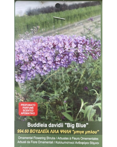 Liliac de vara Buddleia davidii Big Blue