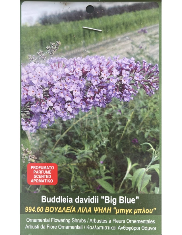 Liliac de vara Buddleia davidii Big Blue
