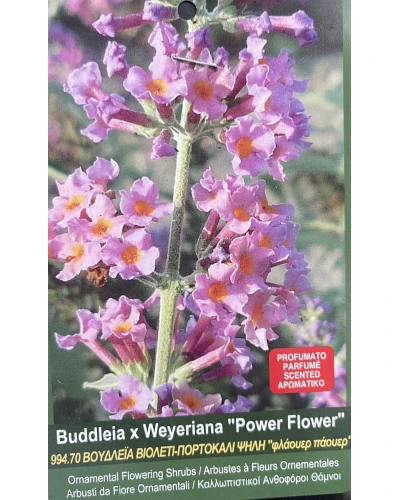Liliac de vara Buddleia davidii x Weyeriana Power Flower
