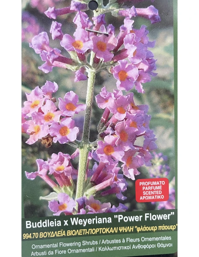 Liliac de vara Buddleia davidii x Weyeriana Power Flower