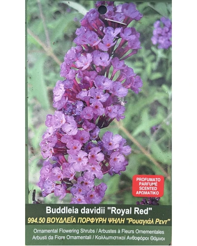 Liliac de vara Buddleia davidii Royal Red