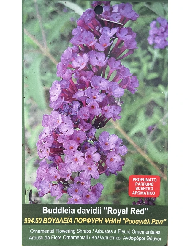 Liliac de vara Buddleia davidii Royal Red