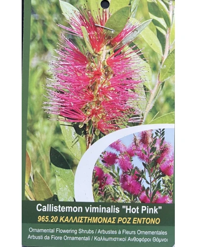 Callistemon viminalis Hot Pink