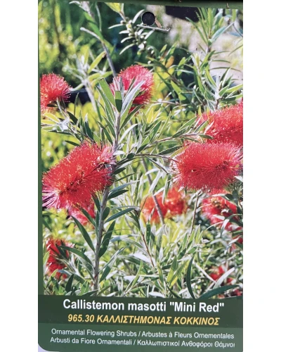 Callistemon masotti Mini Red
