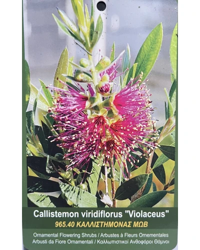 Callistemon viridiflorus Violaceus