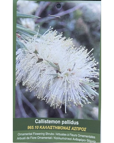 Callistemon pallidus White