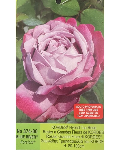 Trandafiri Teahibrid Blue River