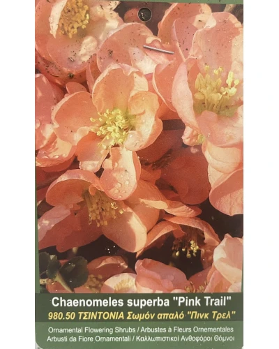 Gutui Japonez Chaenomeles superba Pink Trail