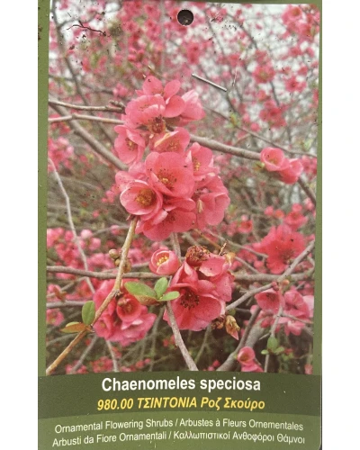 Gutui Japonez Chaenomeles Speciosa 