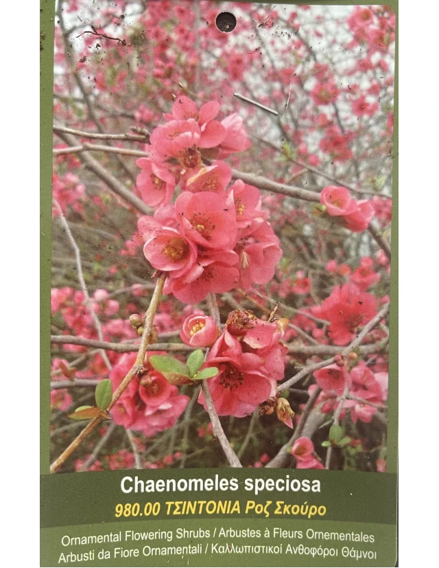 Gutui Japonez Chaenomeles Speciosa 