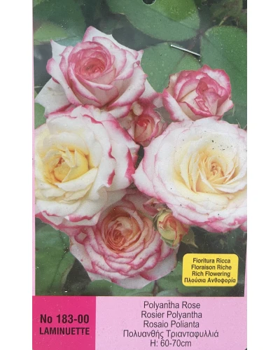 Trandafiri Polyantha Laminuette