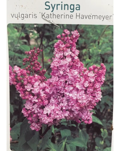 Liliac Syringa Vulgaris Katherine Havemeyer