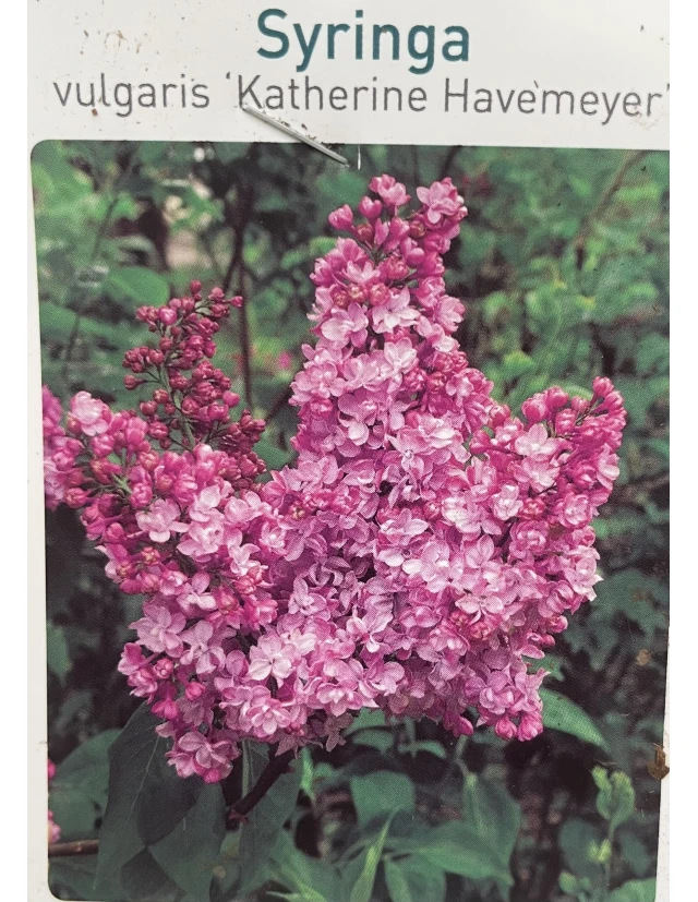 Liliac Syringa Vulgaris Katherine Havemeyer