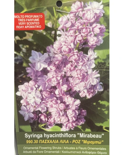 Liliac Syringa hyacinthiflora Mirabeau