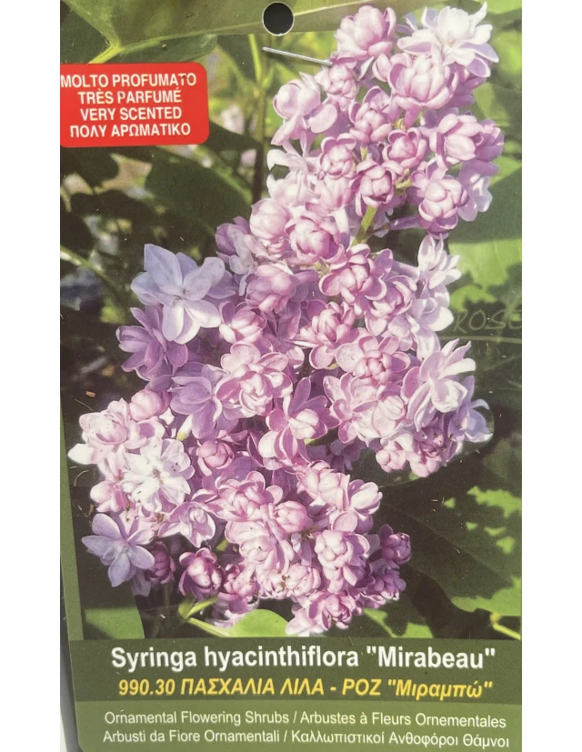 Liliac Syringa hyacinthiflora Mirabeau