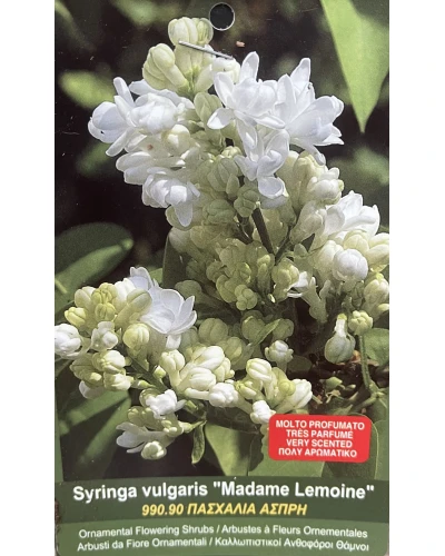 Liliac Syringa vulgaris Madame Lemoine