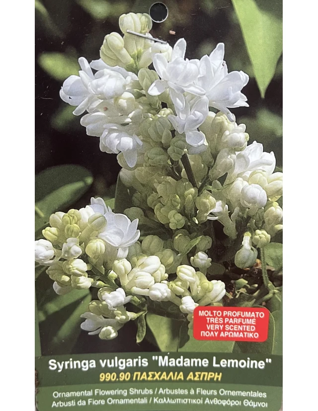 Liliac Syringa vulgaris Madame Lemoine
