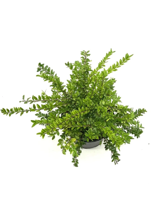 Caprifoi târâtor Lonicera nitida 'Maigrün'
