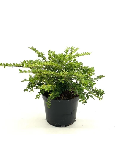 Caprifoi târâtor Lonicera nitida 'Maigrün'