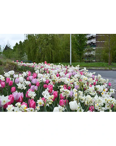 Massive Spring 100 bulbi