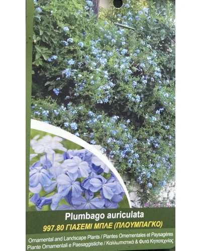 Plumbago auriculata