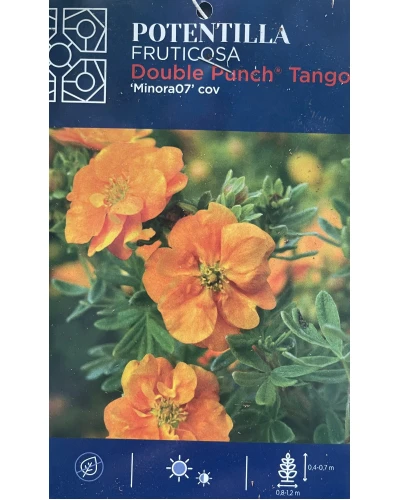 Potentilla Double Punch Tango