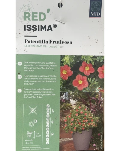 Potentilla fraseri Red'Issima