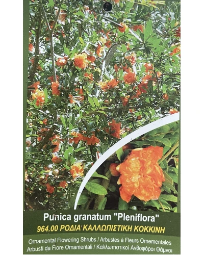Rodiu Punica granatum Pleniflora
