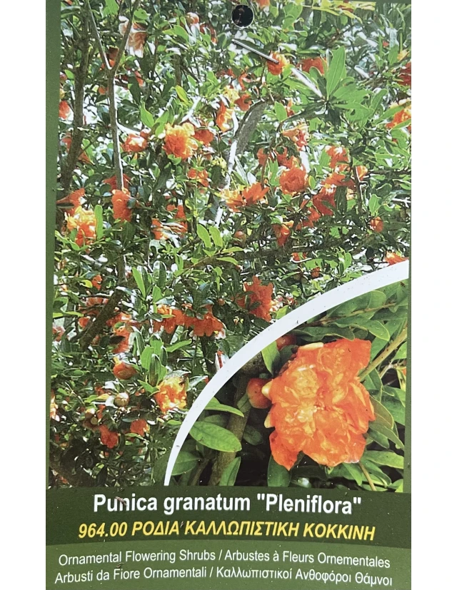 Rodiu Punica granatum Pleniflora