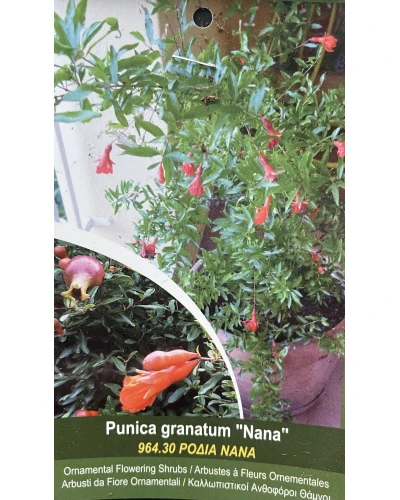 Rodiu Punica granatum Nana