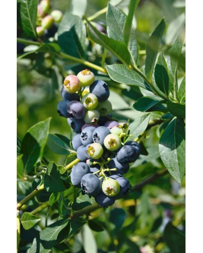 Afin Vaccinum corymbosum Northland