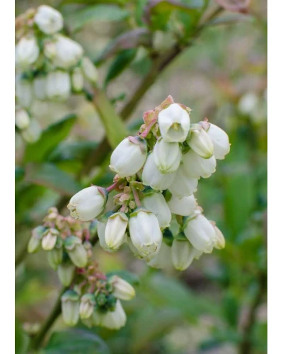 Afin Vaccinum corymbosum Northland