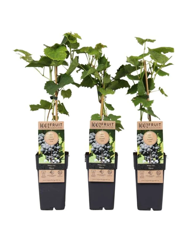 Vita de vie Vitis Nero, Arbust fructifer, Ghiveci 2 l, H 25-30 cm, 1 buc