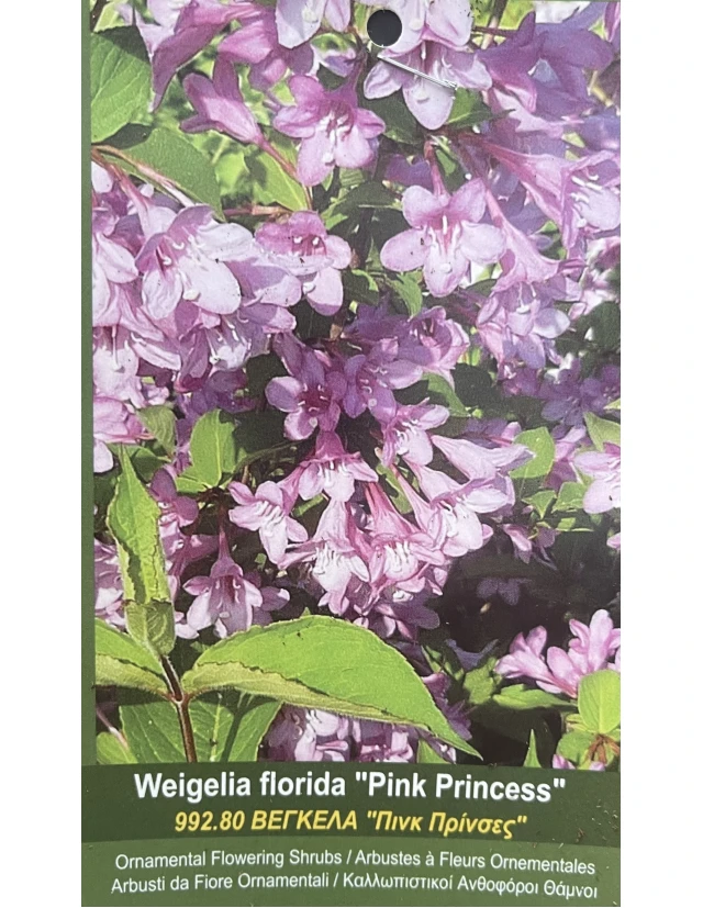 Weigela florida Pink Princess