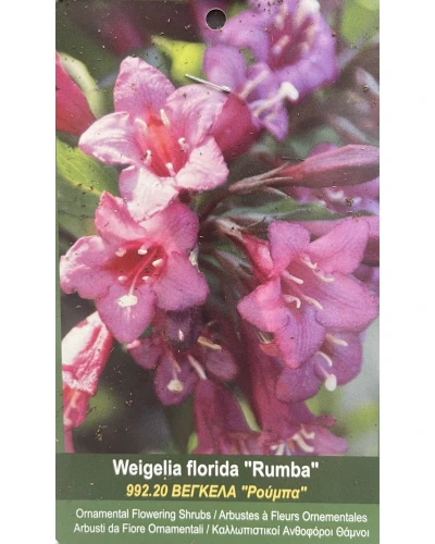 Weigela florida Rumba