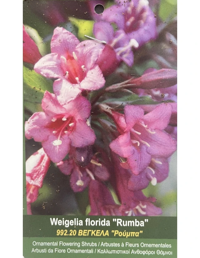 Weigela florida Rumba