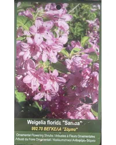 Weigela florida Samba