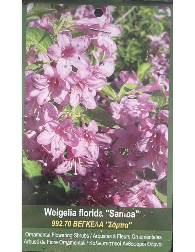 Weigela florida Samba