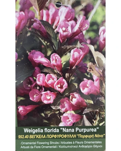 Weigela florida Nana Purpurea
